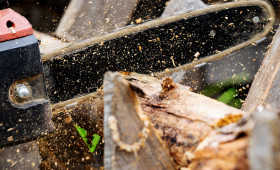 Stadt lässt alten Weidenbaum fällen