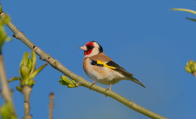 Ferngläser raus: Warum man ab heute seinen Garten beobachten sollte