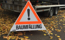Baumverlust in Braunschweig - Wird nicht genug nachgepflanzt?
