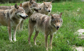 Wolfsrisse: Landkreis betont Bedeutung von Herdenschutz
