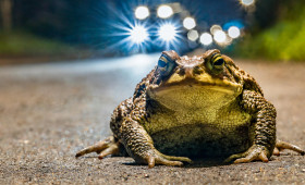 Amphibienwanderung: Diese Straße in Wolfsburg wird ab sofort gesperrt