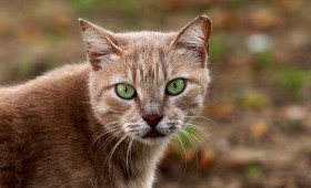Neue Regeln zum Abschuss von Katzen - So ist die Lage in Salzgitter
