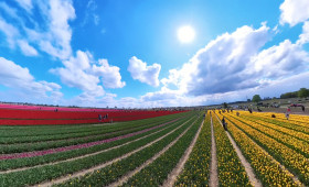 Gifhorn: Blütenrausch beim Tag des offenen Tulpenfeldes