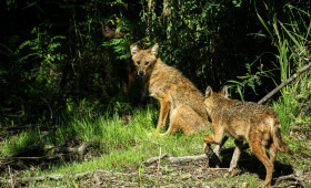 Vorne Fuchs, hinten Wolf: Dieses Raubtier breitet sich immer weiter aus