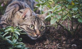 Gifhorn: Katzen mit Drahtschlinge verletzt - PETA setzt Belohnung aus 