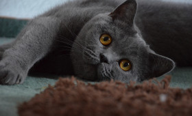 Katzen-Schnurren: Nicht immer nur Ausdruck von Wohlbefinden