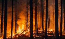 Wald- und Flächenbrände in der Region: Hohe Gefahr am heutigen Sonntag