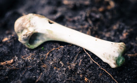 Menschenknochen in Königslutter entdeckt: Das sagt die Staatsanwaltschaft