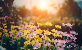 Braunschweig: Hier gibt es viel Nützliches für alle Gartenfreunde