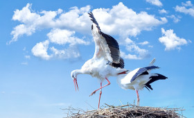 Frühlingshighlight: Bald ist wieder Storchenfest in Leiferde