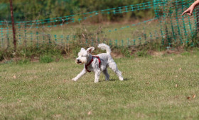 Salzgitter: Wer hat den schnellsten, wer den langsamsten Hund?
