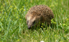 Igelschutz: Landkreis Helmstedt verhängt Nachtfahrverbot für Mährobotor