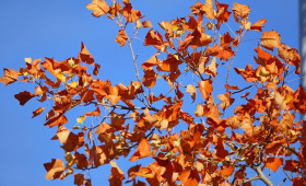 Oktober in Bremen und Niedersachsen deutlich zu warm