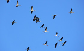In unserer Region zuhause: Er könnte Vogel des Jahres 2027 werden