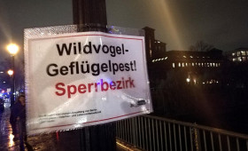 Erster Geflügelpest-Fall in Wolfsburg nachgewiesen