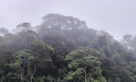 Schneider verteidigt Fehlen konkreter Summe zum Tropenwald-Fonds