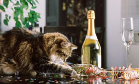 Silvesterstress für Samtpfoten: So kann man seiner Katze helfen
