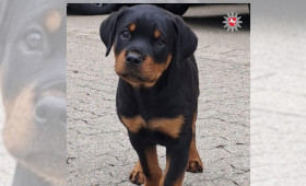 Tierischer Nachwuchs: "Stitch" startet Ausbildung bei der Polizei Goslar