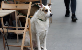 Mit Hund ins Restaurant oder Café - Das sollte man wissen