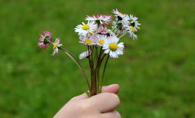 Blütenzauber mitnehmen: Wann das Blumenpflücken zum Diebstahl wird
