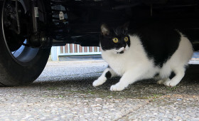Schützen Sie Ihre Katze: Warum Chippen entscheidend ist