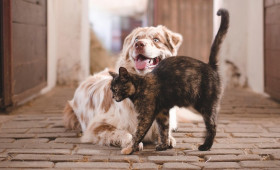 Gesund und glücklich: Warum Hunde und Katzen uns guttun