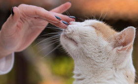 Freunde auf Samtpfoten: Wie Katzen unsere Gesundheit stärken