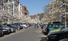 Frühling in Braunschweig: Diese Straße wird zum blühenden Naturschauspiel