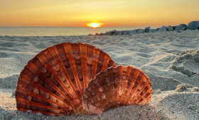 Urlaubs-Souvenirs: Darf man Muscheln, Sand und Steine mit nach Hause nehmen?