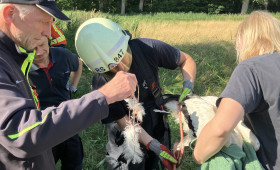 Braunschweig: Feuerwehr rettet Storch aus Notlage