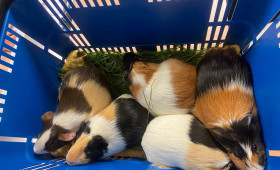 Goslar: Meerschweinchen in der Feldmark ausgesetzt - Polizei ermittelt
