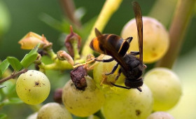Bienenfresser: Asiatische Hornisse breitet sich in Niedersachsen weiter aus