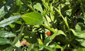 Wolfenbüttel: Stadt startet Foto-Aktion zur Insektenvielfalt 