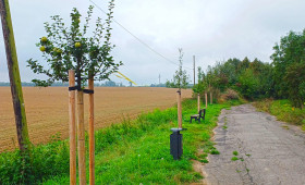 Wolfenbüttel: Obst für alle - Hier kann kostenlos geerntet werden