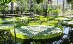 Braunschweig: Gigantische Seerose blüht im Botanischen Garten