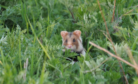 Erstmals seit 30 Jahren neue "Rote Liste" für gefährdete Tiere in Niedersachsen und Bremen