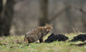Wildkatze in Gefahr – NABU lädt zum Aktionstag in Bad Harzburg ein