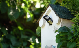 Nistkästen anbringen reicht nicht: Das müssen Vogelfreunde tun