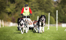 Erstklassige Hundesport-Action in Bad Harzburg