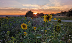 Wildblumenwiesen in Salzgitter: Heimische Blütenpracht