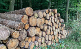 Studie: Klimawandel belastet Waldwirtschaft unterschiedlich