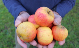Obst im öffentlichen Raum: Wo man zugreifen darf– und wo nicht