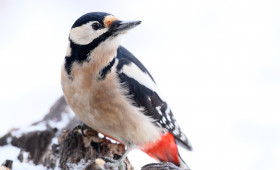 Stunde der Wintervögel: Das sind die Ergebnisse für Niedersachsen