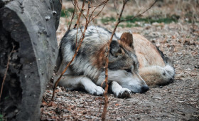 Wölfe im Lechlumer Holz? Wie der Landkreis Wolfenbüttel das Risiko bewertet