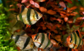 Braunschweig: Hier können Kinder ihr erstes eigenes Aquarium gestalten