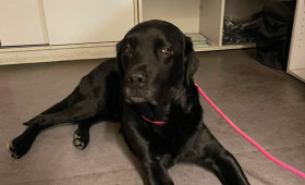Herrenloser Hund am Ring aufgelesen: Polizei Braunschweig sucht Besitzer