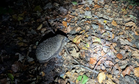 Fahrkartenkontrolle im ICE aus Braunschweig: Mann mit Igel erwischt
