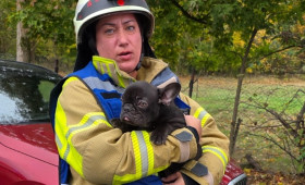 Großeinsatz Landkreis Gifhorn: Feuerwehr rettet kleinen Hund vor Flammen