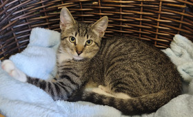 Tiervermittlung Region Braunschweig: Malteser und Katze suchen ein Zuhause