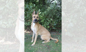 Tiervermittlung Region Braunschweig: Schäferhund-Mischling sucht Zuhause
